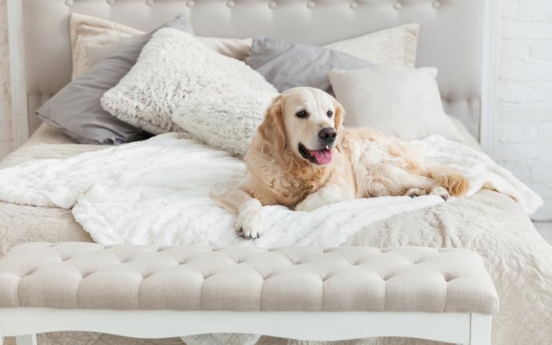Beautiful bedrooms to fit every need a dog lying on a bed