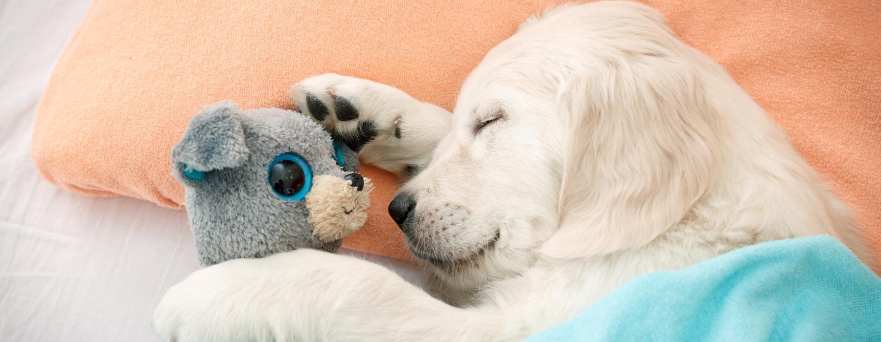 a dog sleeping with a stuffed animal